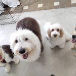 山梨県甲府市の犬の保育園もふ＆ふる　犬のしつけ　ドッグトレーニング