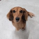 山梨県甲府市の犬の保育園もふ＆ふる　犬のしつけ　ドッグトレーニング