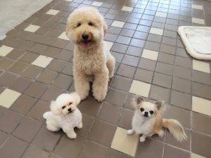 山梨県甲府市の犬の保育園もふ＆ふる　犬のしつけ　ドッグトレーニング