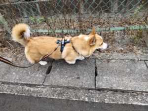 山梨県甲府市の犬の保育園もふ＆ふる　犬のしつけ　ドッグトレーニング