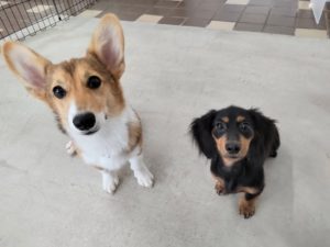 山梨県甲府市の犬の保育園もふ＆ふる　犬のしつけ　ドッグトレーニング