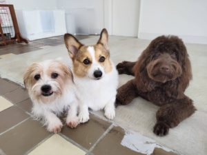 山梨県甲府市の犬の保育園もふ＆ふる　犬のしつけ　ドッグトレーニング