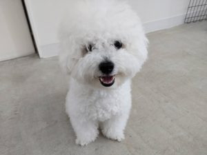 山梨県甲府市の犬の保育園もふ＆ふる　犬のしつけ　ドッグトレーニング