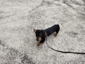 山梨県甲府市の犬の保育園もふ＆ふる　犬のしつけ　ドッグトレーニング