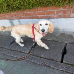 山梨県甲府市の犬の保育園もふ＆ふる　犬のしつけ　ドッグトレーニング