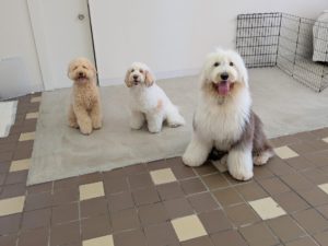 山梨県甲府市の犬の保育園もふ＆ふる　犬のしつけ　ドッグトレーニング