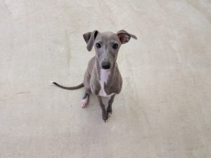 山梨県甲府市の犬の保育園もふ＆ふる　犬のしつけ　ドッグトレーニング