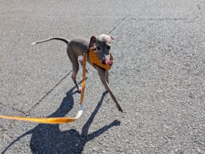 山梨県甲府市の犬の保育園もふ＆ふる　犬のしつけ　ドッグトレーニング