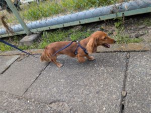 山梨県甲府市の犬の保育園もふ＆ふる　犬のしつけ　ドッグトレーニング