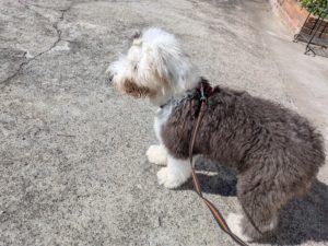 山梨県甲府市の犬の保育園もふ＆ふる　犬のしつけ　ドッグトレーニング