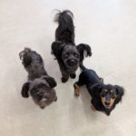 山梨県甲府市の犬の保育園もふ＆ふる　犬のしつけ　ドッグトレーニング