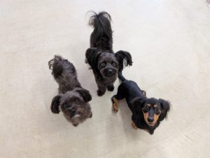 山梨県甲府市の犬の保育園もふ＆ふる　犬のしつけ　ドッグトレーニング