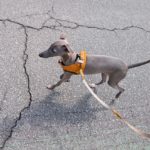 山梨県甲府市の犬の保育園もふ＆ふる　犬のしつけ　ドッグトレーニング