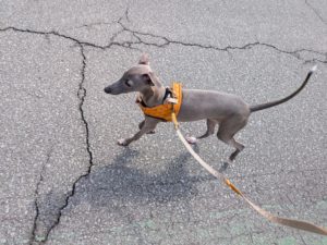 山梨県甲府市の犬の保育園もふ＆ふる　犬のしつけ　ドッグトレーニング