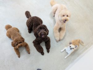 山梨県甲府市の犬の保育園もふ＆ふる　犬のしつけ　ドッグトレーニング