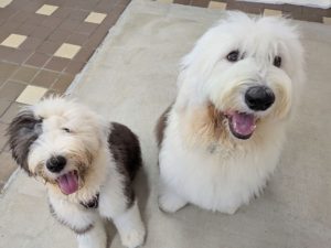 山梨県甲府市の犬の保育園もふ＆ふる　犬のしつけ　ドッグトレーニング