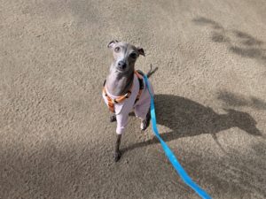 山梨県甲府市の犬の保育園もふ＆ふる　犬のしつけ　ドッグトレーニング