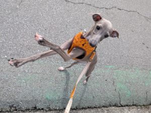 山梨県甲府市の犬の保育園もふ＆ふる　犬のしつけ　ドッグトレーニング