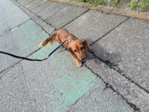 山梨県甲府市の犬の保育園もふ＆ふる　犬のしつけ　ドッグトレーニング