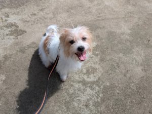 山梨県甲府市の犬の保育園もふ＆ふる　犬のしつけ　ドッグトレーニング