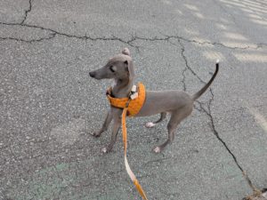 山梨県甲府市の犬の保育園もふ＆ふる　犬のしつけ　ドッグトレーニング