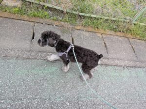 山梨県甲府市の犬の保育園もふ＆ふる　犬のしつけ　ドッグトレーニング