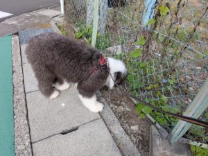 山梨県甲府市の犬の保育園もふ＆ふる　犬のしつけ　ドッグトレーニング