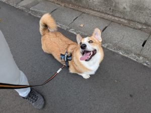 山梨県甲府市の犬の保育園もふ＆ふる　犬のしつけ　ドッグトレーニング