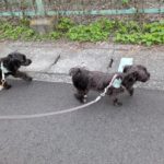 山梨県甲府市の犬の保育園もふ＆ふる　犬のしつけ　ドッグトレーニング