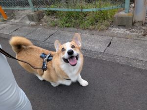 山梨県甲府市の犬の保育園もふ＆ふる　犬のしつけ　ドッグトレーニング