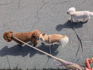 山梨県甲府市の犬の保育園もふ＆ふる　犬のしつけ　ドッグトレーニング