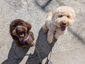 山梨県甲府市の犬の保育園もふ＆ふる　犬のしつけ　ドッグトレーニング