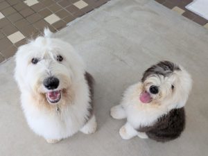山梨県甲府市の犬の保育園もふ＆ふる　犬のしつけ　ドッグトレーニング