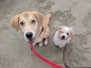 山梨県甲府市の犬の保育園もふ＆ふる　犬のしつけ　ドッグトレーニング