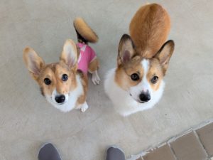 山梨県甲府市の犬の保育園もふ＆ふる　犬のしつけ　ドッグトレーニング