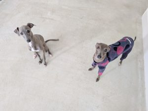 山梨県甲府市の犬の保育園もふ＆ふる　犬のしつけ　ドッグトレーニング
