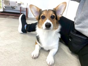 山梨県甲府市の犬の保育園もふ＆ふる　犬のしつけ　ドッグトレーニング