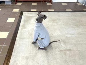 山梨県甲府市の犬の保育園もふ＆ふる　犬のしつけ　ドッグトレーニング