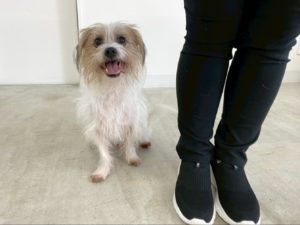 山梨県甲府市の犬の保育園もふ＆ふる　犬のしつけ　ドッグトレーニング
