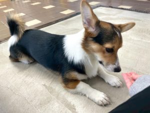 山梨県甲府市の犬の保育園もふ＆ふる　犬のしつけ　ドッグトレーニング