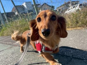 山梨県甲府市の犬の保育園もふ＆ふる　犬のしつけ　ドッグトレーニング