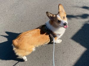 山梨県甲府市の犬の保育園もふ＆ふる　犬のしつけ　ドッグトレーニング