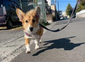 山梨県甲府市の犬の保育園もふ＆ふる　犬のしつけ　ドッグトレーニング