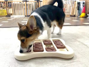 山梨県甲府市の犬の保育園もふ＆ふる　犬のしつけ　ドッグトレーニング