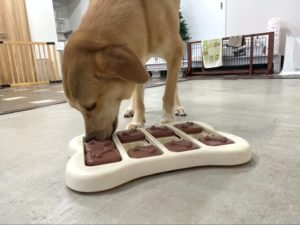 山梨県甲府市の犬の保育園もふ＆ふる　犬のしつけ　ドッグトレーニング