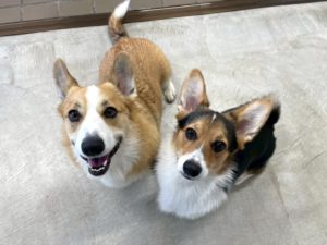 山梨県甲府市の犬の保育園もふ＆ふる　犬のしつけ　ドッグトレーニング