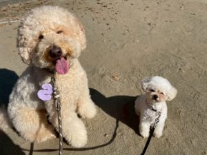 山梨県甲府市の犬の保育園もふ＆ふる　犬のしつけ　ドッグトレーニング