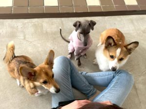 山梨県甲府市の犬の保育園もふ＆ふる　犬のしつけ　ドッグトレーニング