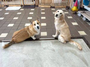 山梨県甲府市の犬の保育園もふ＆ふる　犬のしつけ　ドッグトレーニング