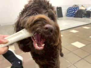 山梨県甲府市の犬の保育園もふ＆ふる　犬のしつけ　ドッグトレーニング